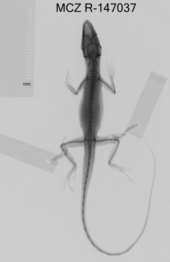 Media type: image;   Herpetology R-147037 Aspect: dorsoventral x-ray